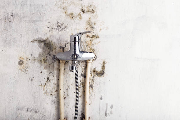 Best Black Mold Removal  in Sioux City, IA