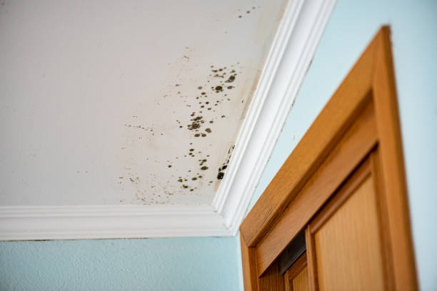 Best Fast Mold Removal  in Sioux City, IA