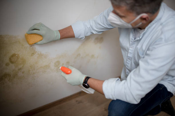 Mold Testing and Removal in Sioux City, IA