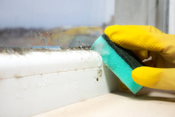 Mold Removal Process in Sioux City, IA