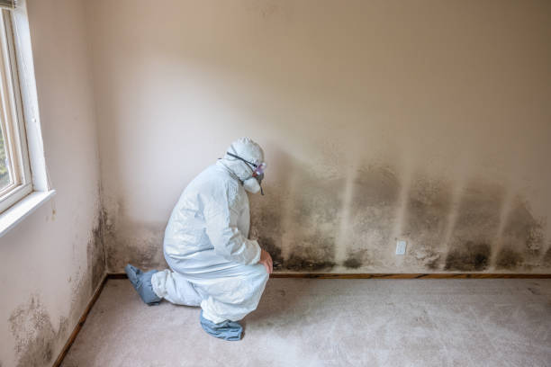 Best Commercial Mold Removal  in Sioux City, IA