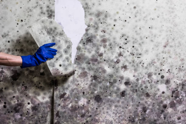 Best Mold Removal Company Near Me  in Sioux City, IA